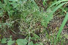Eragrostis unioloides